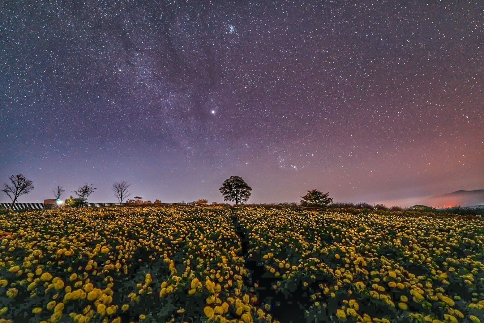 イベント「ナイトフラワーパークAutumn「秋夜に咲く花畑」」の写真