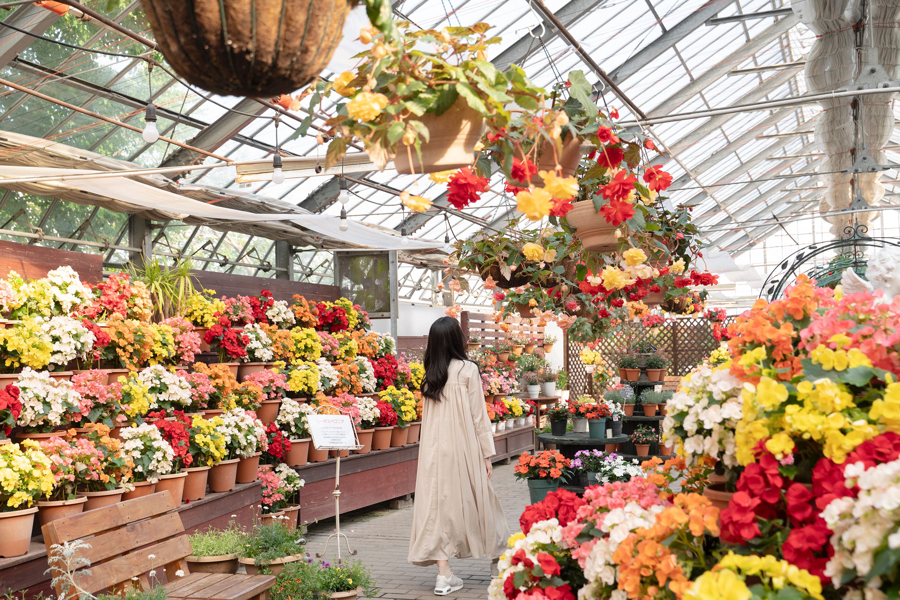 温室アンティルの画像