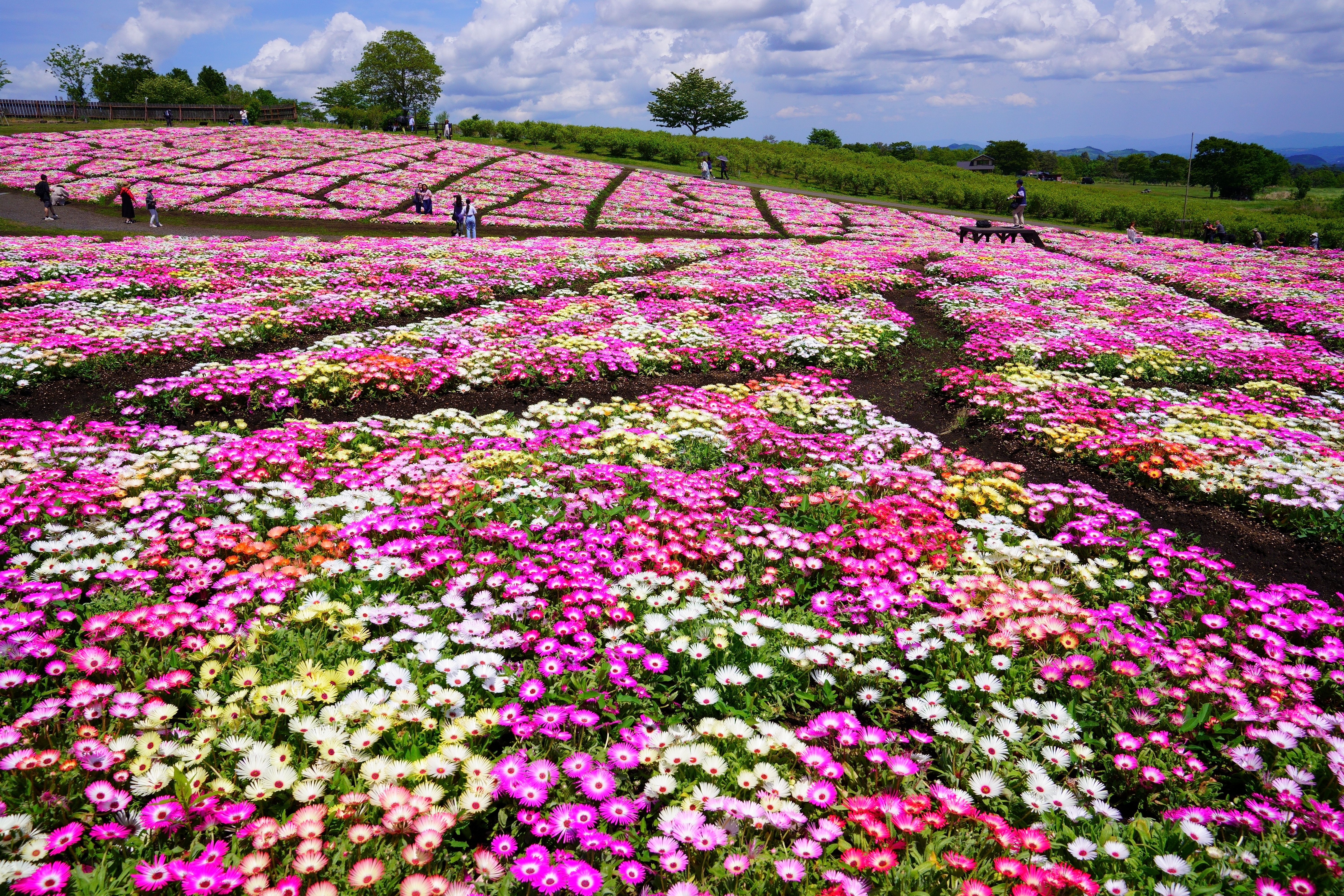 イベント「天空の春彩 スプリングフラワーフェスタ」の写真