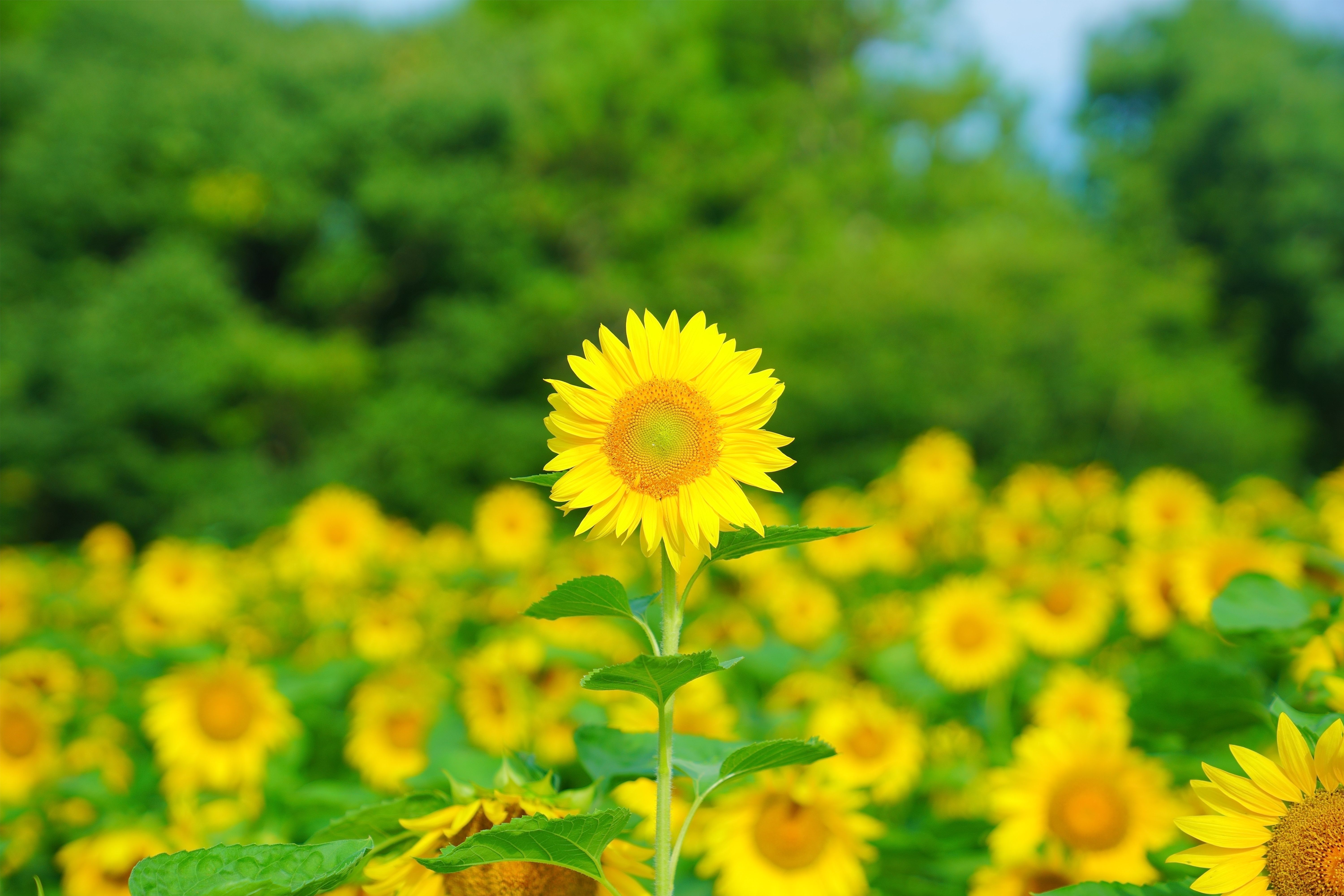 イベント「清涼の高原 サマーフラワーフェスタ」の写真