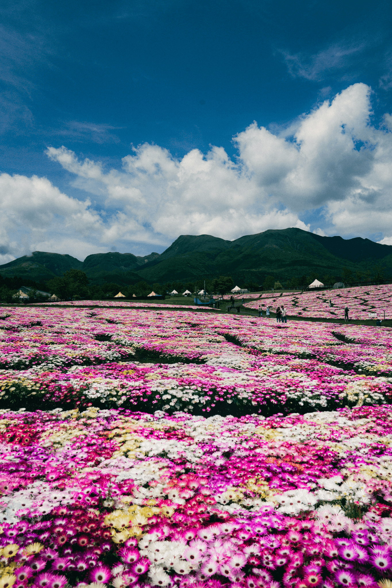 花とともに、どんな日も。