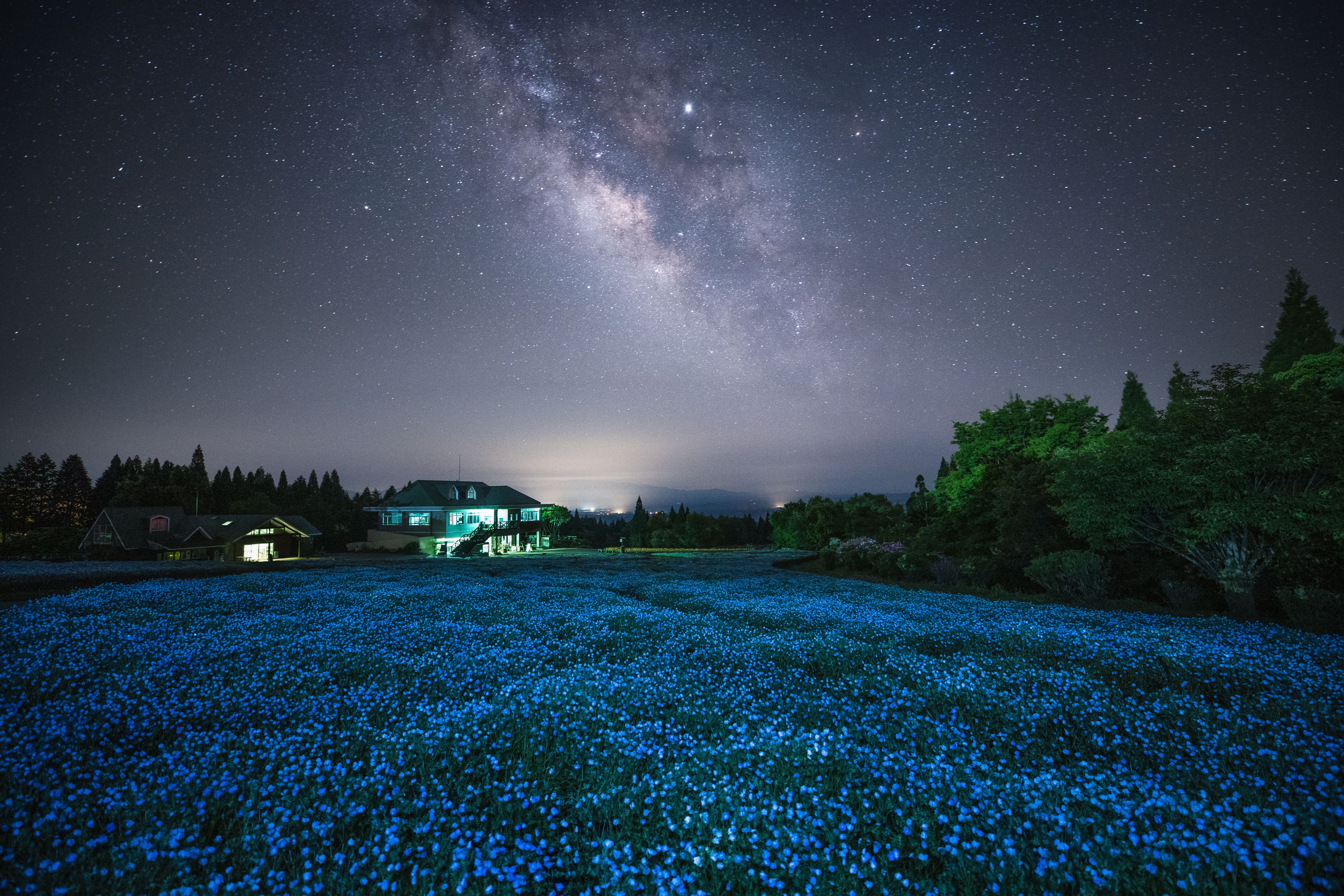 イベント「ナイトフラワーパークSpring「夜に咲くネモフィラの海」」の写真