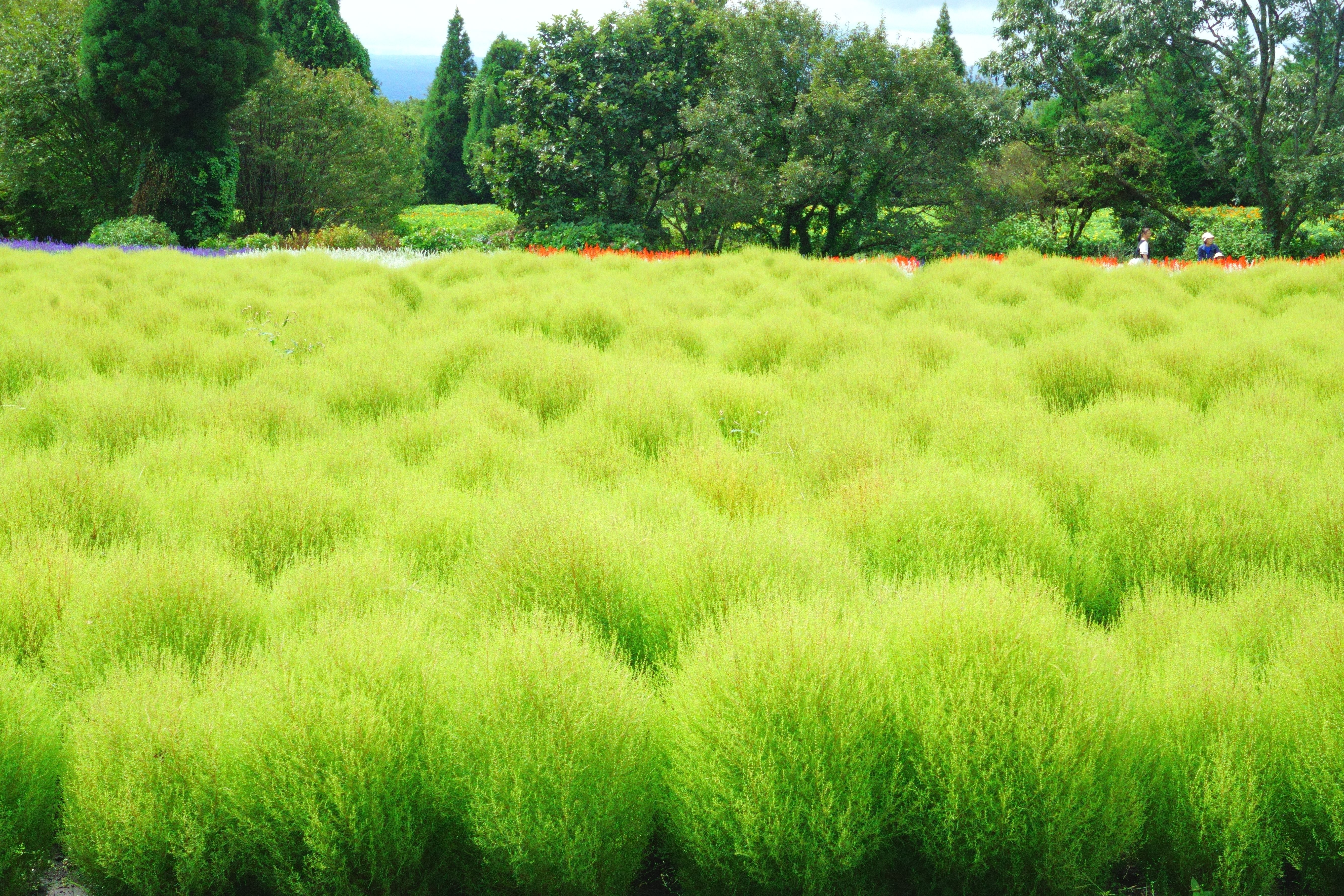 コキア　Green