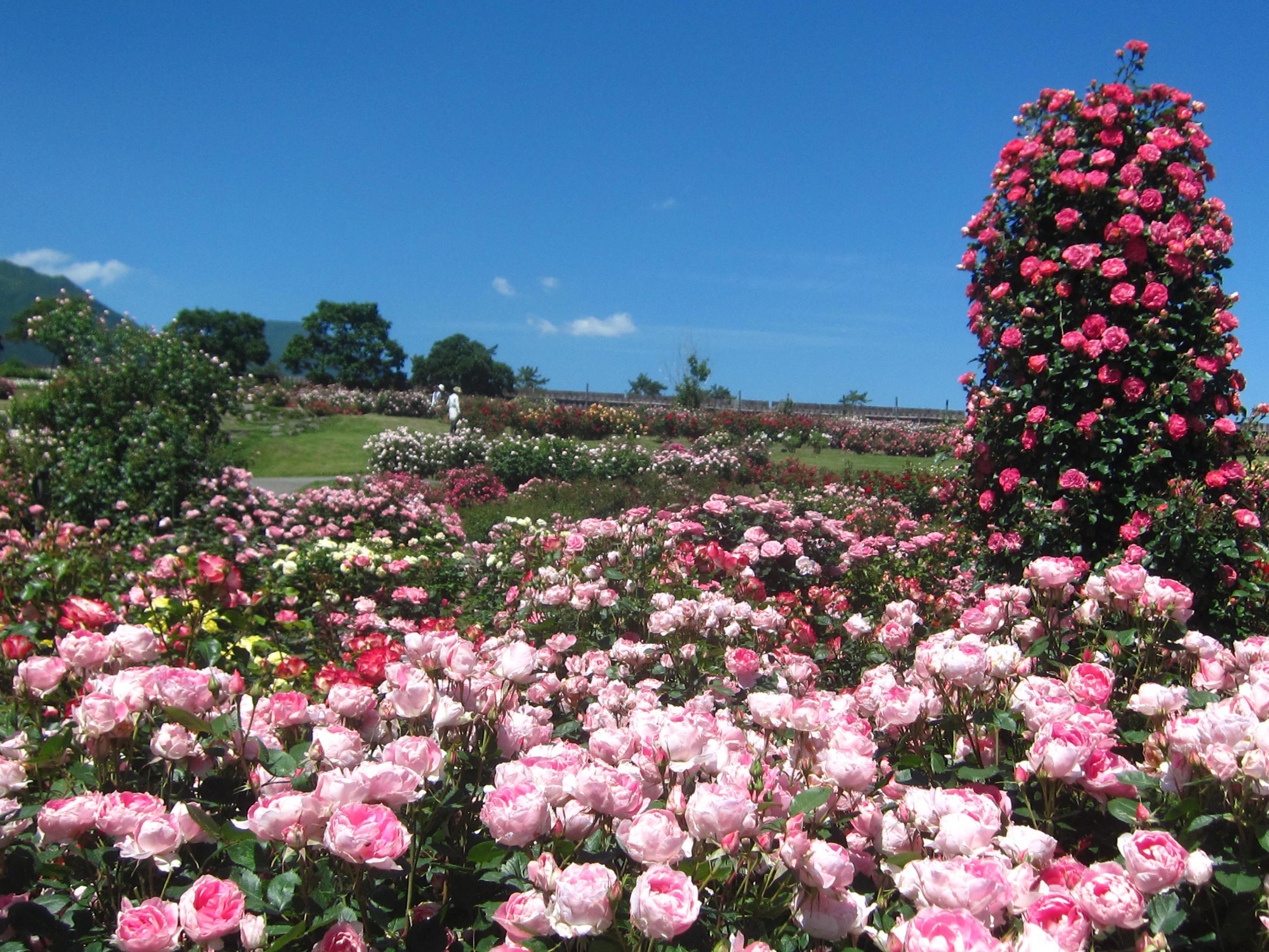 ローズガーデン SpringRose