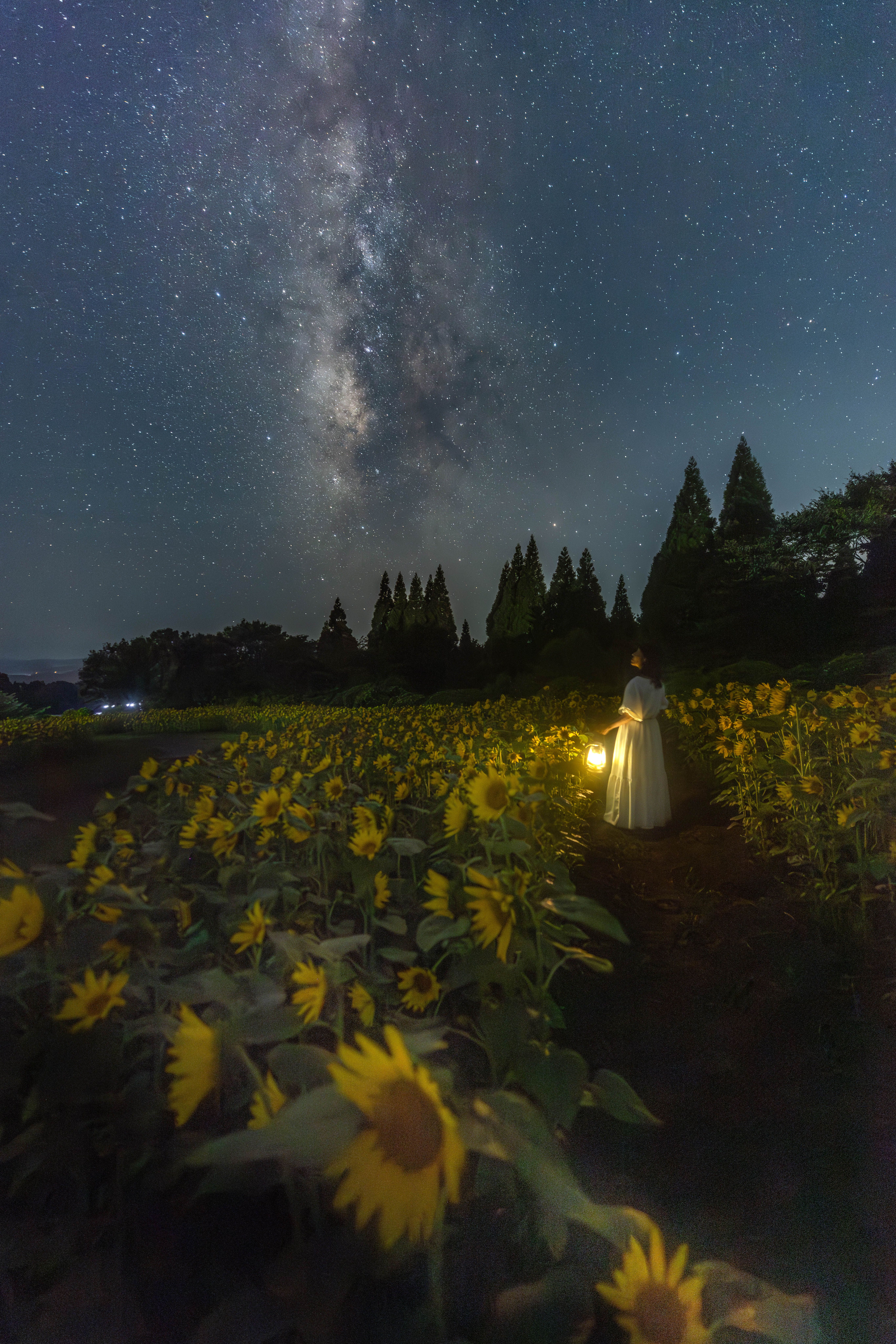 イベント「ナイトフラワーパークSummer「夜の高原に行ってみよう」」の写真