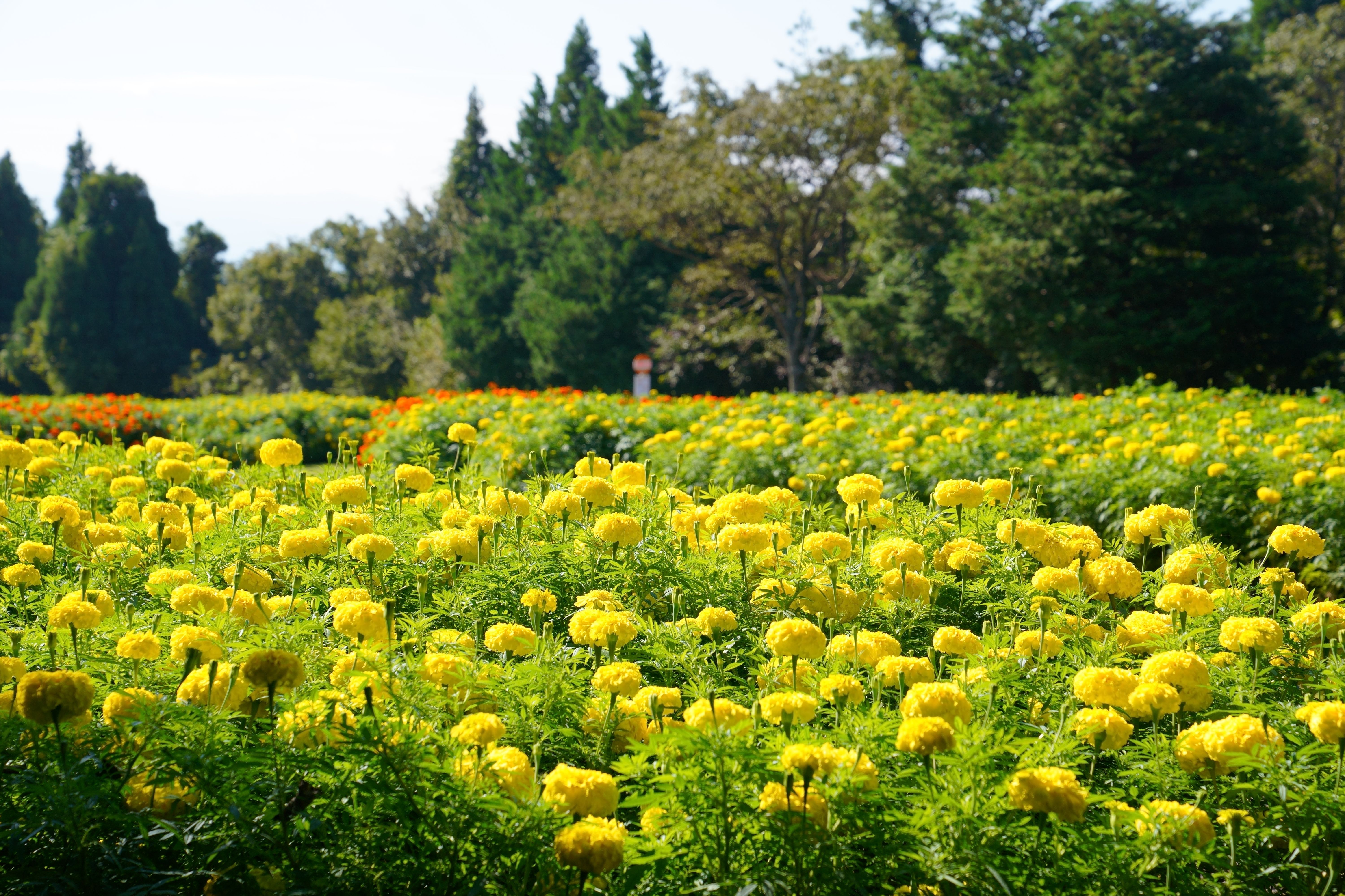 アフリカンマリーゴールド